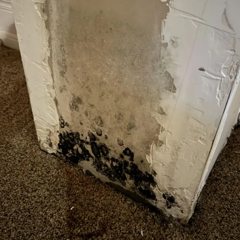 Professional Mold Removal in Lafayette, TN